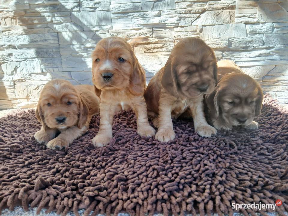 Śliczne Szczenięta Cocker Spaniel Angielski
