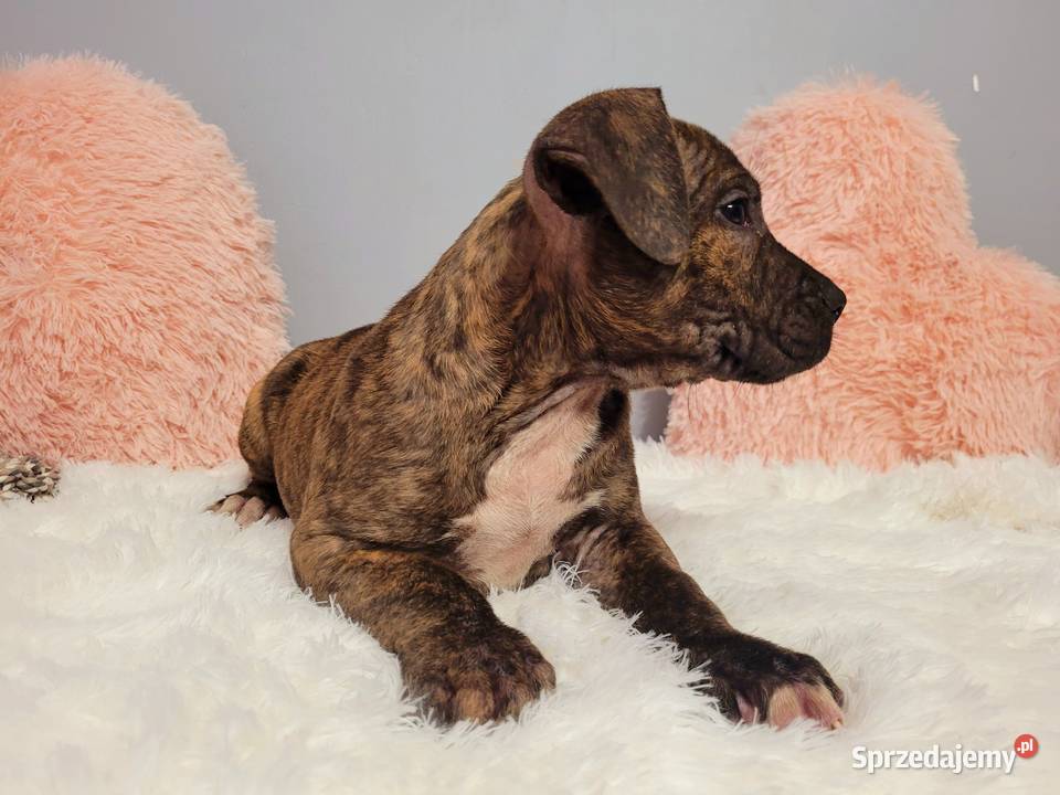 Cudny Szczeniak American Stafford Terier Kraków