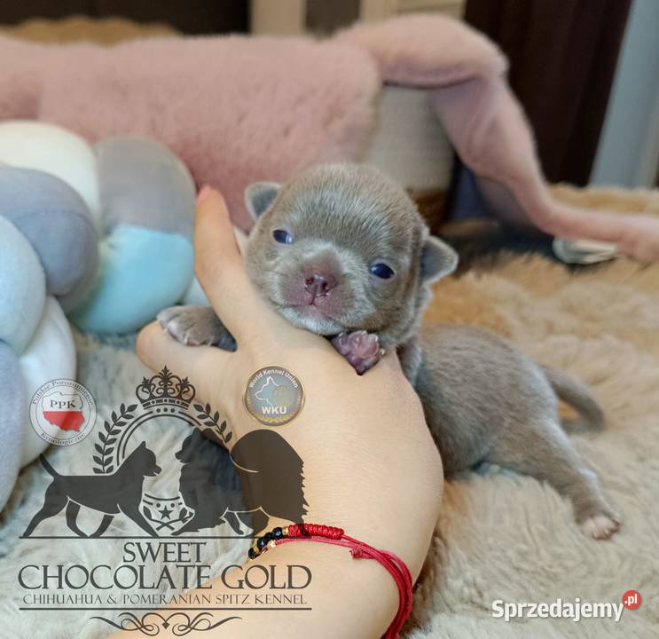 Chihuahua piesek liliowy krótkowłosy piękny sprzedam