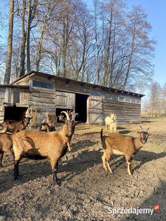 Sprzedam 9 młodych kóz Lubanie