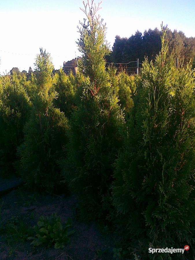 Tuja thuja Smaragd 120 GR ŻYWOPŁOT Zakrzewo