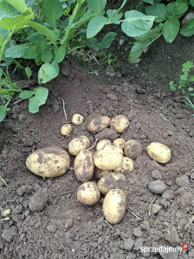 Młode ziemniaki