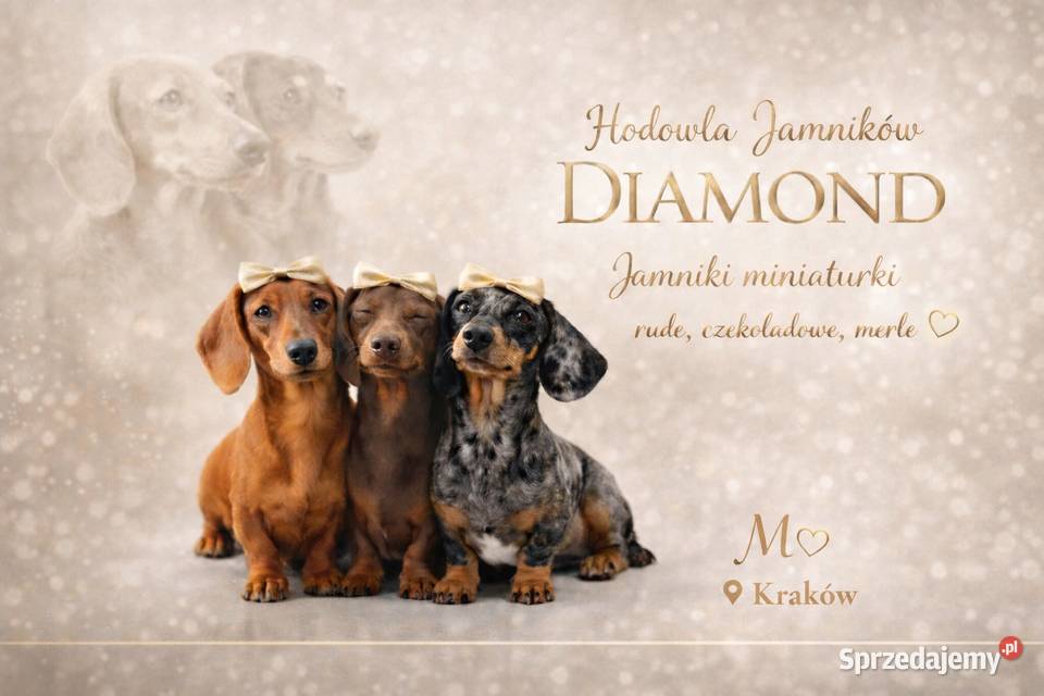 Śliczna suczka ruda miniaturka