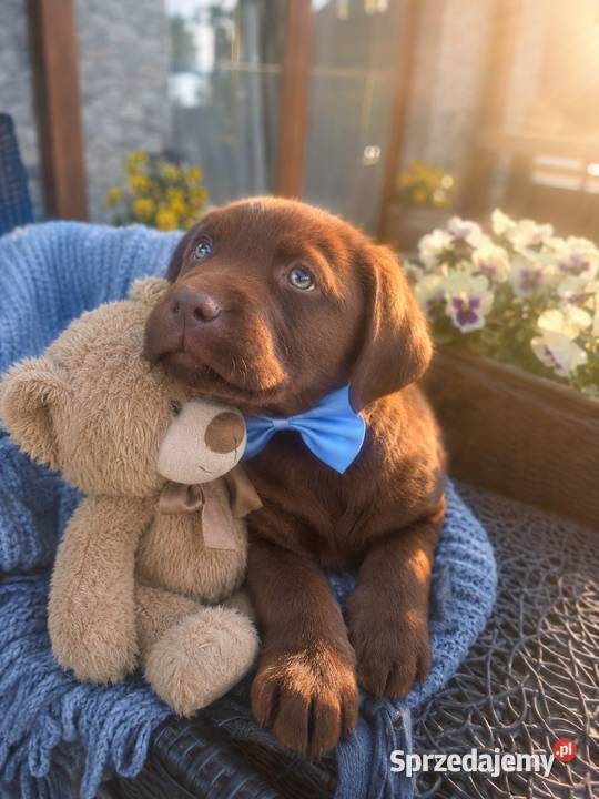 Labrador Retriever piesek Wspaniałej budowy ojcu Labrador sprzedam