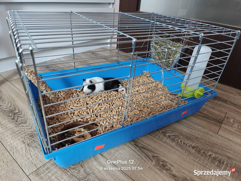 Świnka morska Zelów