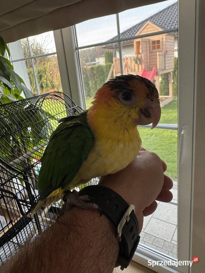 Barwinka Białobrzucha śląskie sprzedam