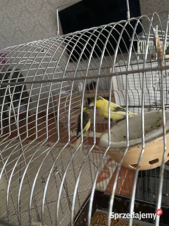 Sprzedam kanarki Grzybnica