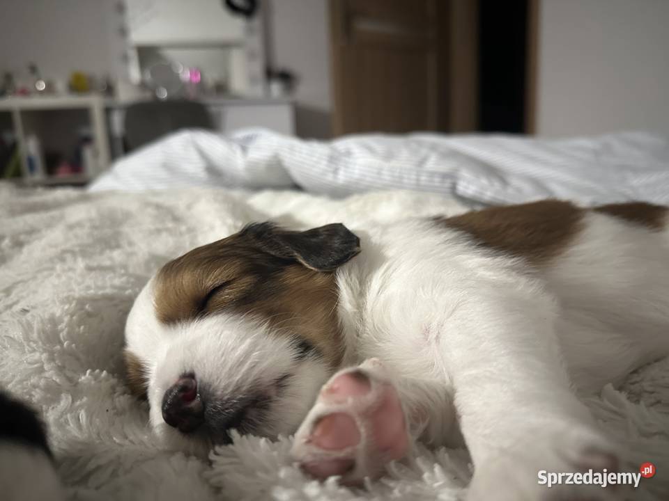 Płochacz holenderski Netherlandse Kooikerhondje Warszawa