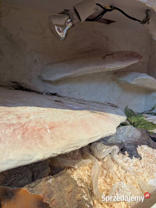 Wąż zbożowy z terrarium Gady i płazy Dąbrowa Chełmińska