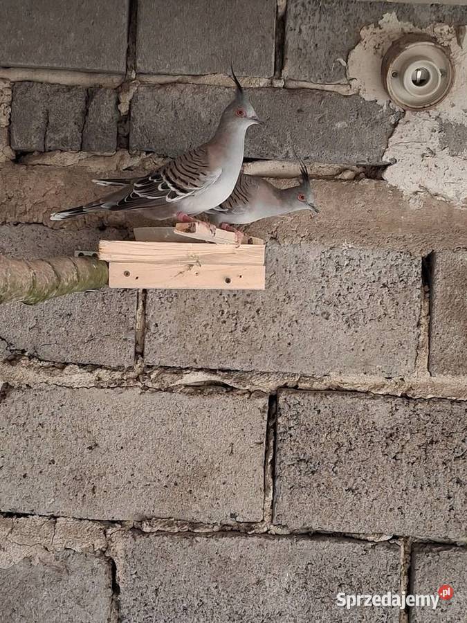 Aborygeny długoczuby Ptaki Brzesko sprzedam