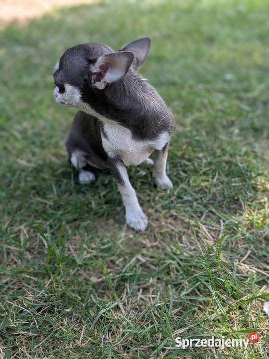 Chihuahua suczka xxs świętokrzyskie Szczaworyż sprzedam