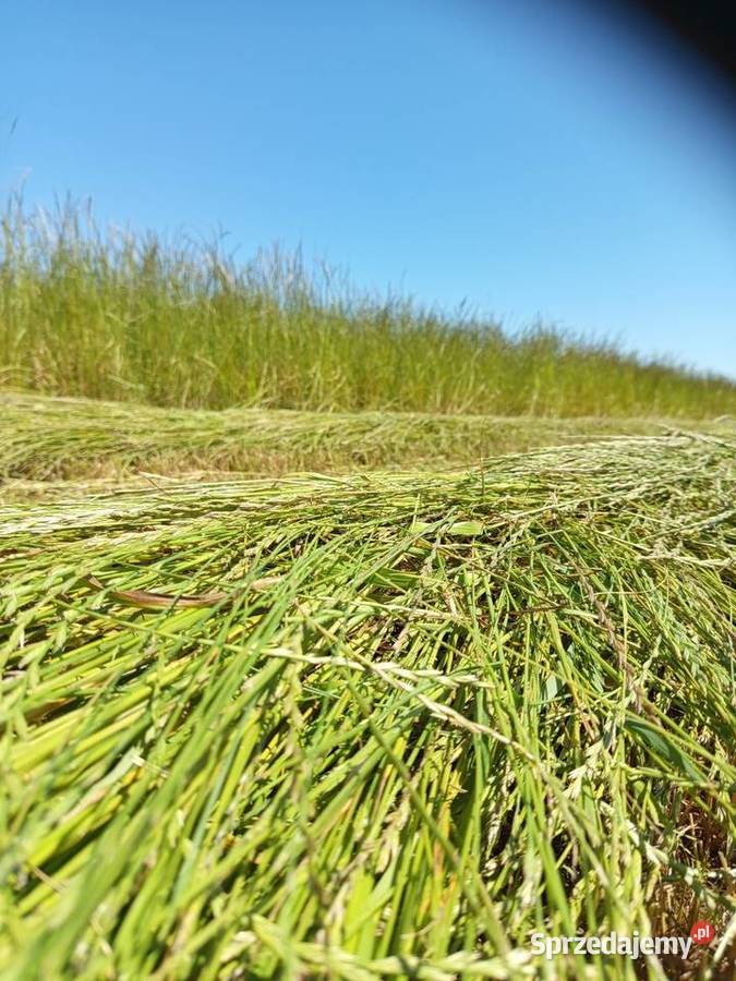 Świeże suche siano pierwszy pokos 2025