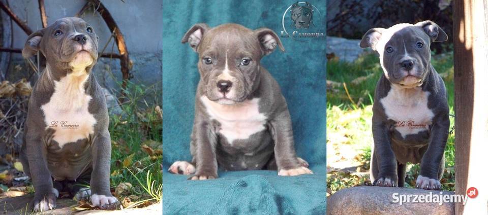 American Staffordshire Terrier Blue Amstaff Paczków