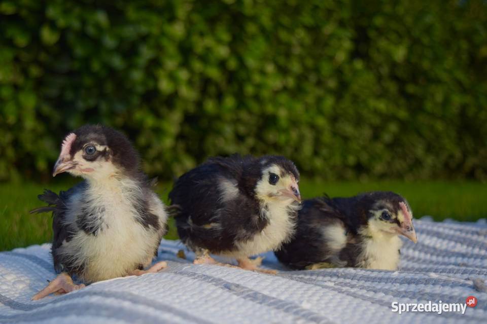 Kurczaki Oleśnica sprzedam