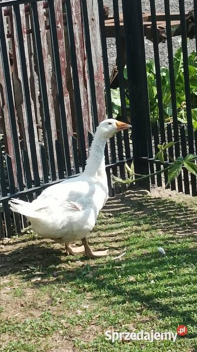 Duża zadbana Gęś biała kołobudzka tegoroczna Iłża sprzedam