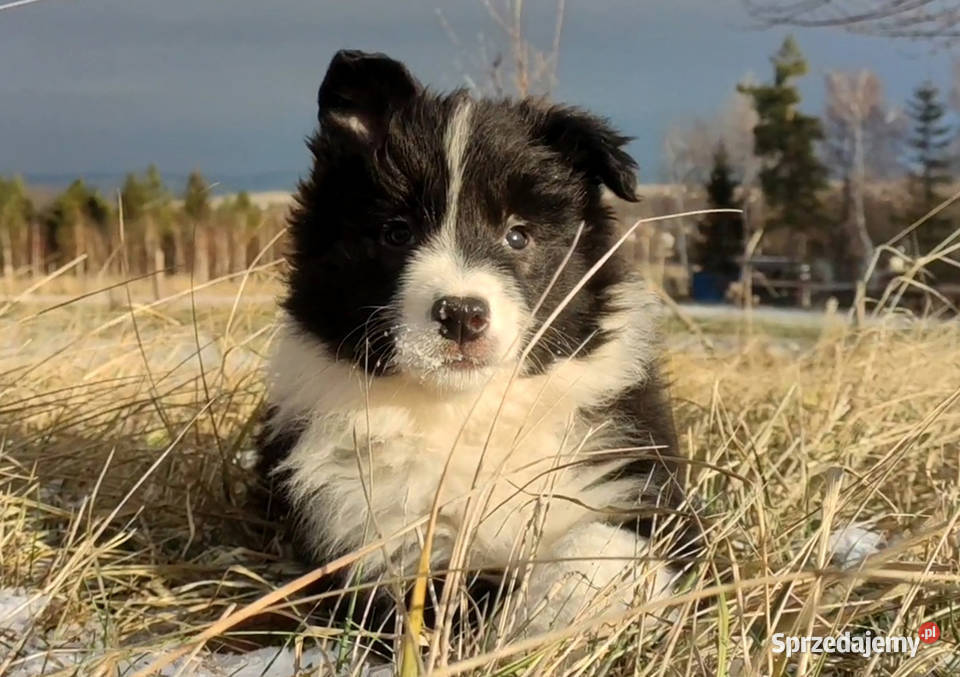 Rasowa Suczka BORDER COLLIE z Hodowli Szczenię z Pozostałe Kraków
