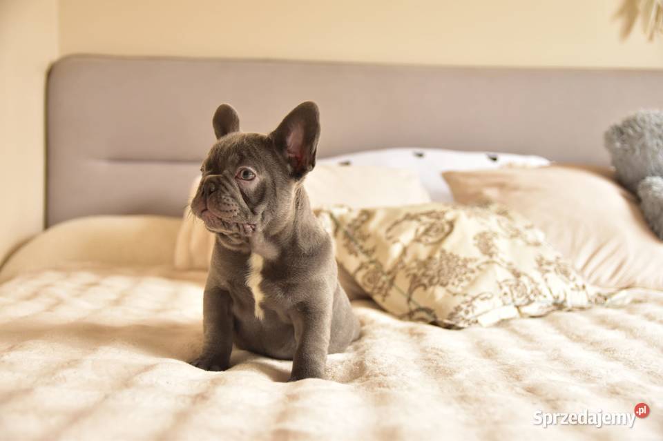 Buldog francuski sunia lilac Targanice