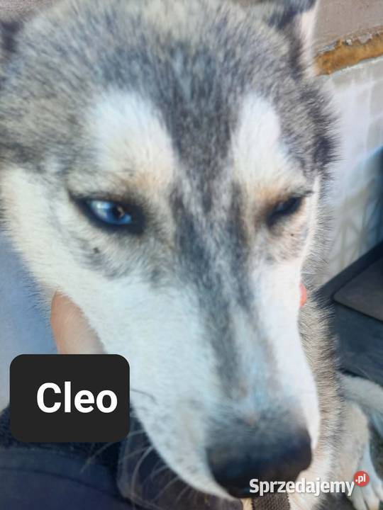 Dostępne suczki rasy Syberian husky Reda