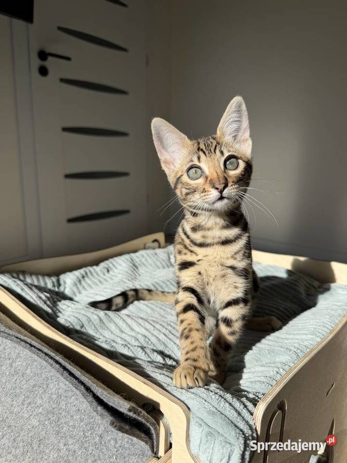 Łagodna samica Savannah F6 Kraków