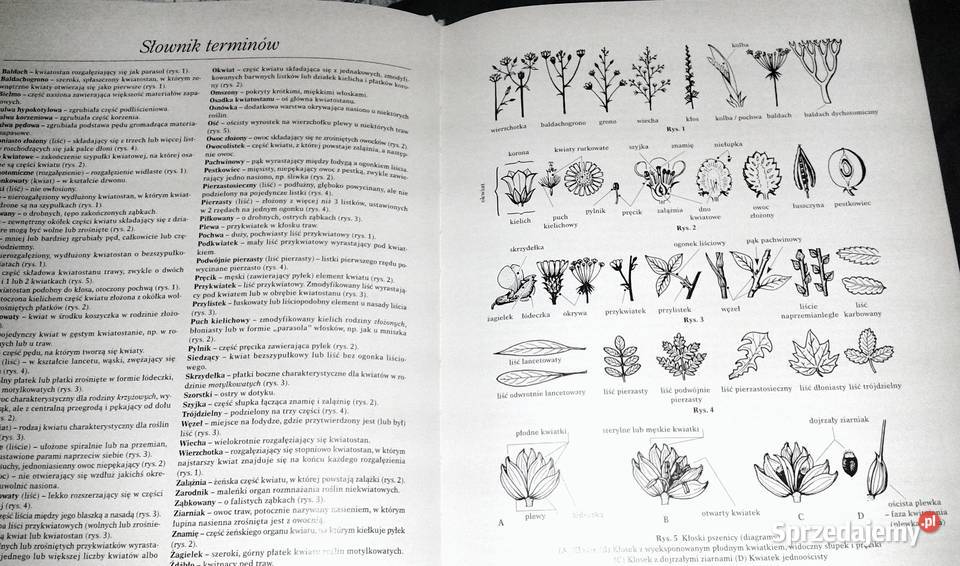 Rośliny jadalne John Vaughan lubelskie Chełm sprzedam