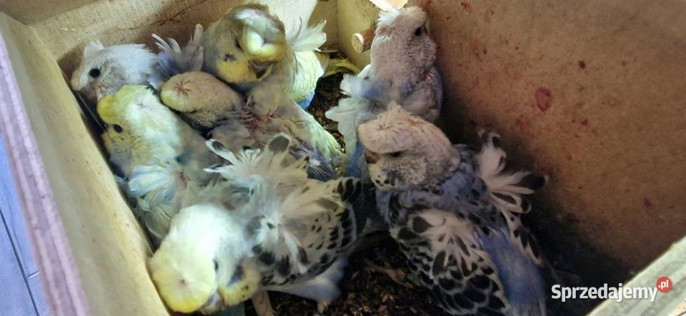 Papugi faliste helikoptery 2f Radzewo