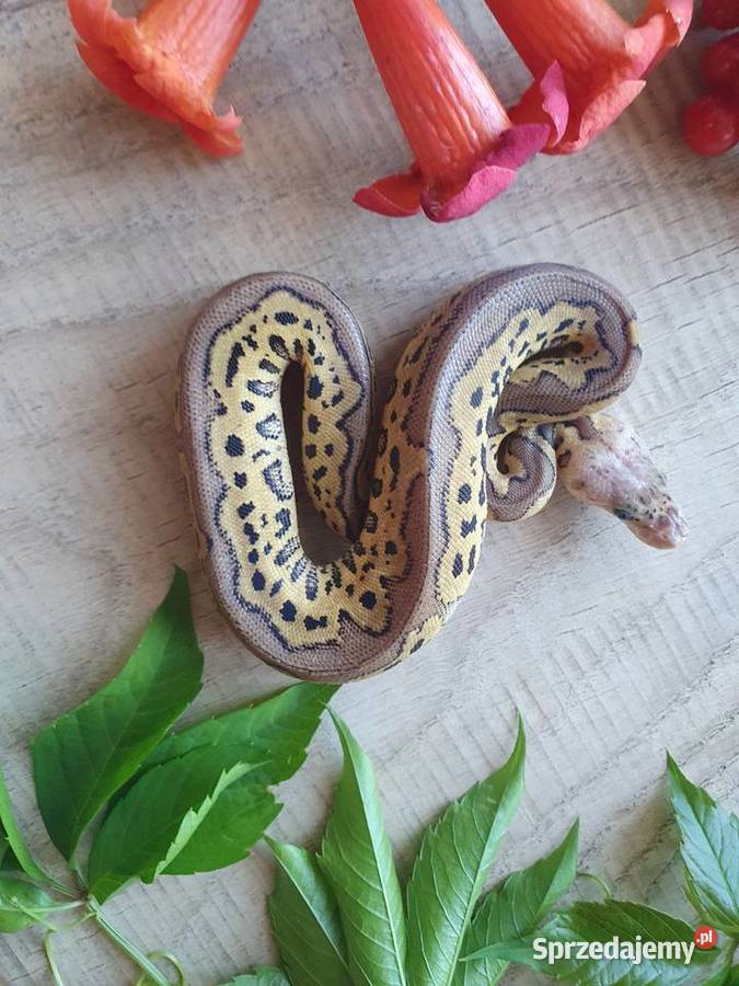 Węże królewskie zbożowe heterodony Pasłęk