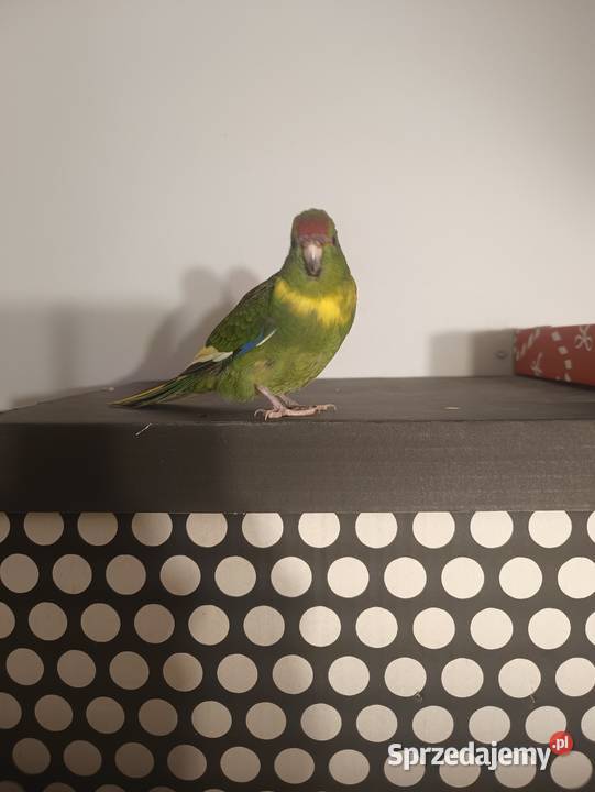 Modrolotki Kozy Dąbrowa Górnicza