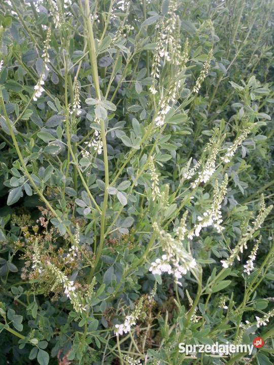 sprzedam nostrzyk biały dwuletni Wierzbica-Osiedle