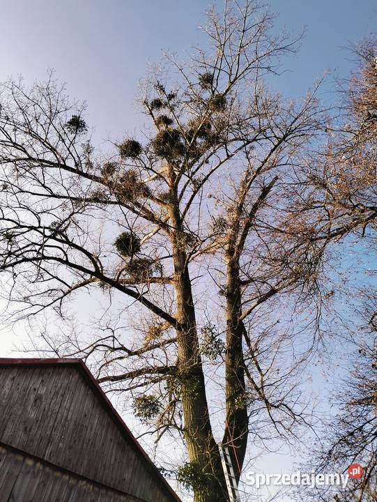 Oferuję wycinki drzew przycinanie karczowanie