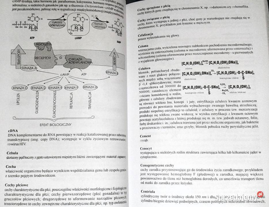 Ilustrowany słownik biologiczny E J Gorzelańczyk miękka Chełm sprzedam