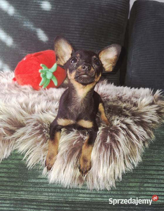 Spajki Ratlerek pinczerek miniaturka Jasło