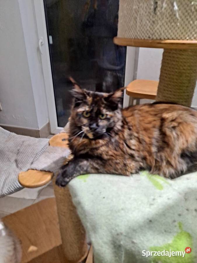 Śliczna koteczka Maine Coon szuka domu Komornica sprzedam