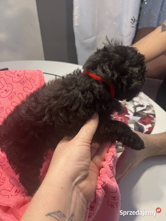 Pudel miniatura sunia Milicz