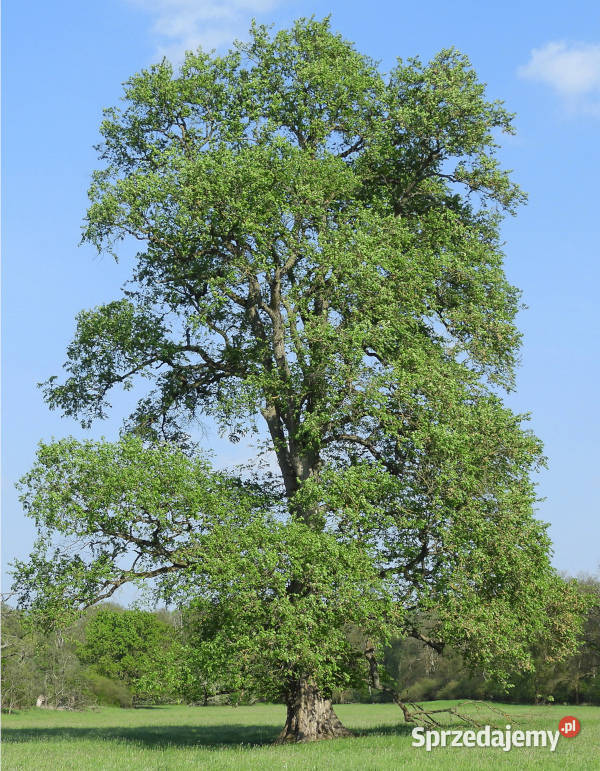 WIĄZ SZYPUŁKOWY Ulmus laevis NASIONA 1300 sztuk Lubanie