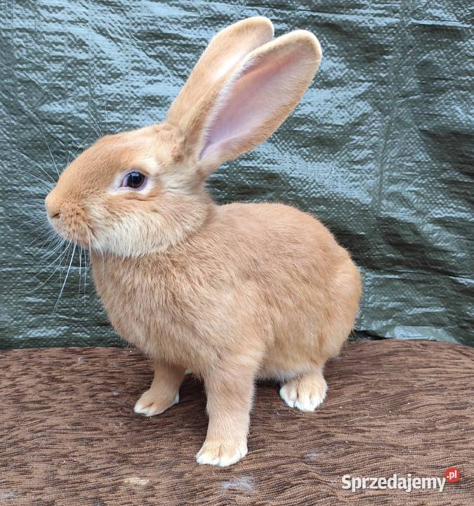 Samiec Burgundzki Bu Zadzim