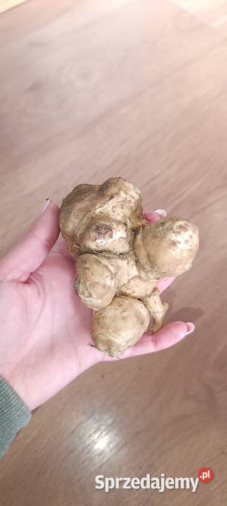 Topinambur bulwy Łukawiec sprzedam