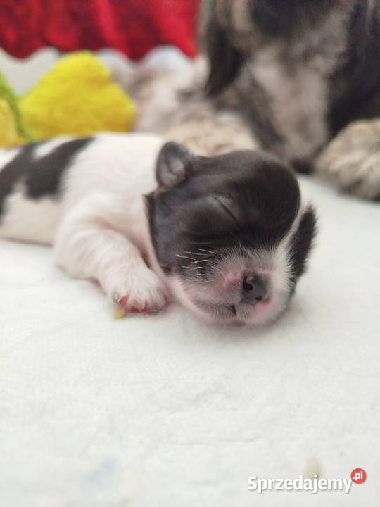 Shih Tzu wielkopolskie Złotków