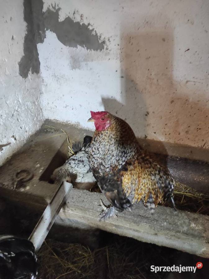 Koguty drób tanio Drób i ptactwo