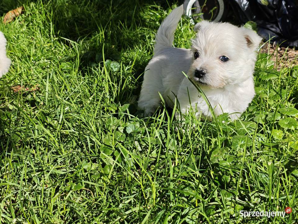 Szczenięta West Highland White Terrier terrier pomorskie sprzedam