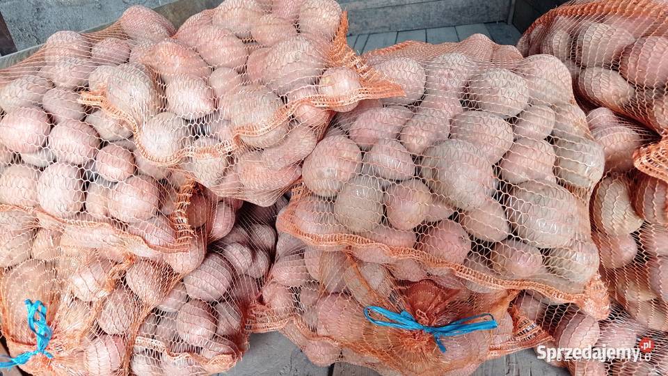 Ziemniaki Bellarosa Ręcznie Sortowane Rośliny okopowe śląskie Toszek