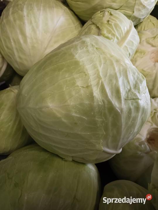 Kapusta szatkowanakiszona naturalnie Kolonia Łaznów