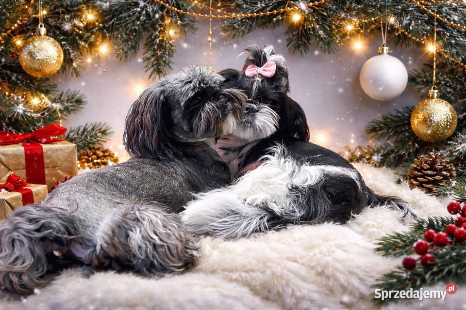 Szczenięta shih tzu śląskie