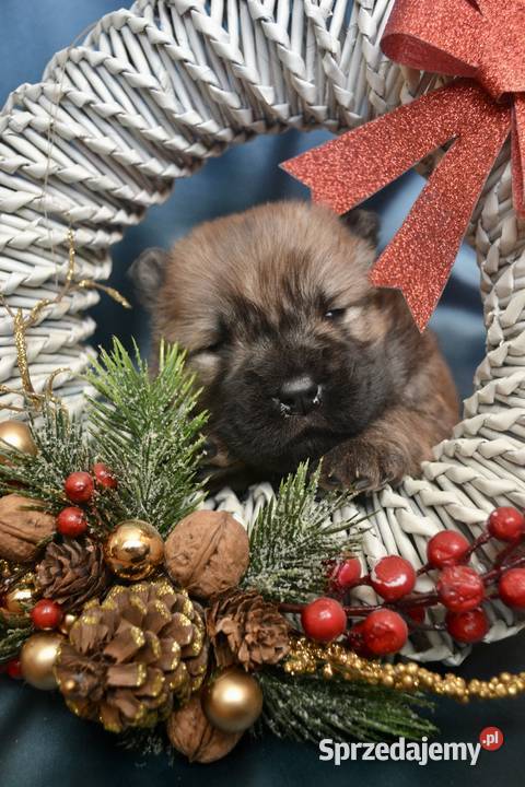 Chow chow FCI ZKwP