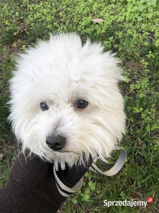 Słodki Coton de Tulear Reproduktor Bielsk Podlaski