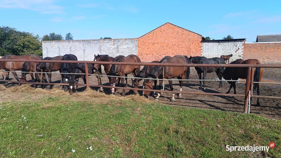 Konie wielkopolskie Raszków