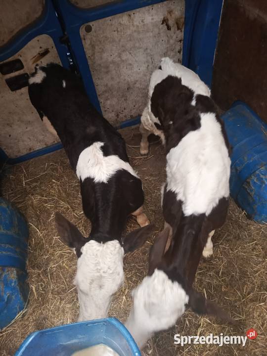 2 byczki Bydło Janów Podlaski sprzedam