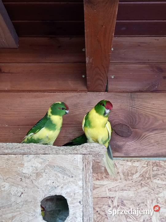 Sprzedam papugi modrolotki kozie Mechlin