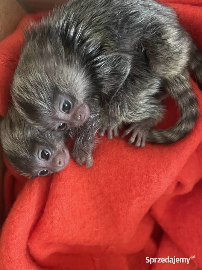 Marmozetta Białoucha ręcznie karmione maluszki Pozostałe Białystok