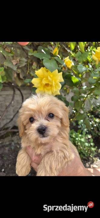 Sprzedam pieski Maltipoo Porąbki sprzedam