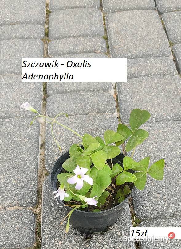 Oxalis deppei Iron Cross Szczawik Opole sprzedam